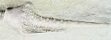 Macrocrinus Crinoid With Long Anal Tube - Indiana #55167-1